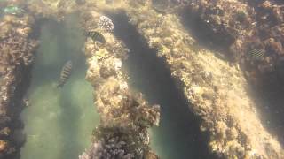 Snorkeling Tangalooma wrecks