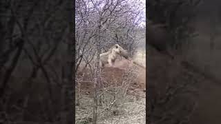 Tiger Attacks Suddenly From Behind, Causing The Buffalo Not Time To React #tiger #buffalo #animals