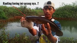 Mancing casting ikan gabus di pinggiran yang banyak ranting langsung dapat strike gabus besar Part 5