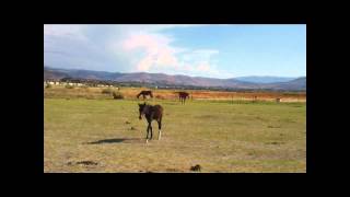 Wild Horses !!! Reno, Nevada