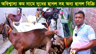 অবিশ্বাস্য কম দামে দুধের ছাগল সহ তোতাপুরী ছাগল দিচ্ছেন হালিম ভাই goat farm