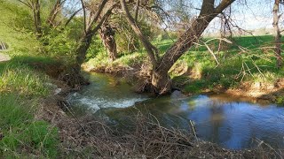 Doğada kısa bir gezinti 4K