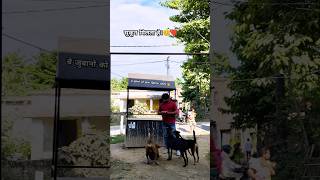 Dog Lover ❤️| helping videos #shortsfeed #doglover #help #narayan #jubinnautiyal #dogshorts #love