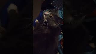 Hot Action Weather with Adventure Cat Portland Oregon Weather Saturday May 13 and Gorby does sports