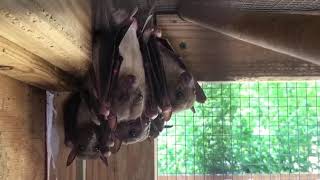 Wildlife Wonders at 1pm- Egyptian Fruit Bats