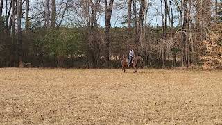 Friesian Mare Riding