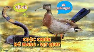 Cuộc chiến hài hước của chú VỊT QUAY - HỔ MANG CHÚA chơi vậy sao mà nuốt được