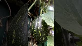 The strength of pumpkin plant. Holding a huge pumpkin..