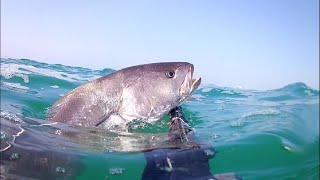 Pêche sous marine - Bayonne 2019 - Maigre - Corvine