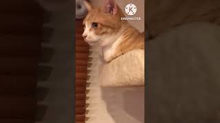 家の猫を周りから撮影してみたら...【猫Shorts - 1 】#猫動画