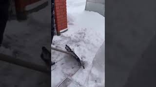 This cat really loves snow!