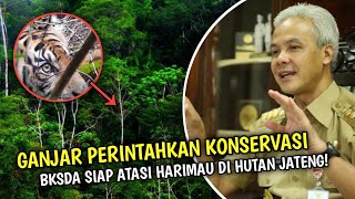 Ganjar Adakan Konservasi Harimau Jawa, Peneliti Yakin Harimau Jawa Ada di Hutan Jateng