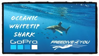 Oceanic Whitetip Shark | A Freedive4u Short