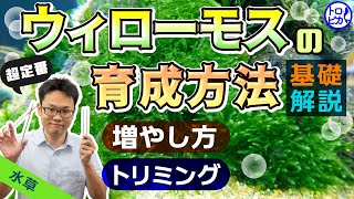 【超定番】ウィローモスの育成方法！増やし方、トリミングなど基礎を解説！