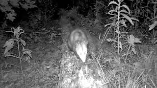 🦊Neighbors Are Having a Party, This Opossum Does Not Care, He Found His Own Snack (longer video)