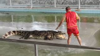 Crocodile farm walk in Pattaya 2023 - The most DANGEROUS job in the world?