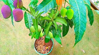 Ak Gache Jokhon Dorbe, Alada Rokom Am /Am gacher Kolom /Mango Malti Grafting /Mango Grafting Video