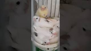 Canary Birds chicks #birdslover #baby #canary #singing