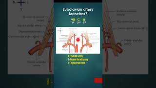 Subclavian artery | Origin, Parts, Branches? | Mnemonic VIT C D