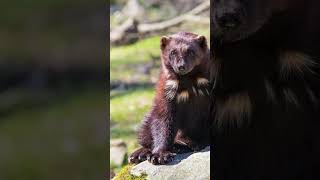 WOLVERINE #shorts #curiosidades #animals #fatos #youtubeshorts #shortsyoutube #animais #short