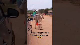 Uber Burro 🫏😂 #estilo #transport #viralvideos #shorts #viralreels #parati #contenido #caidas