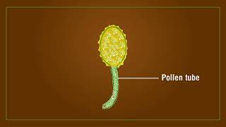 Percentage of Pollen Germination