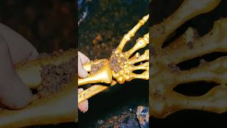 ❗Treasure Hunting Found Golden Hand With Simplex Plus #treasure #gold #metaldetecting #treasurehunt