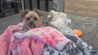 It's a Fun filled morning with Lamb Chop! #yorkies #lambchop #viralvideo #Rylie