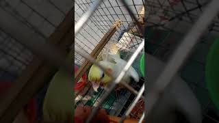 cocktail parrot $cutting finger when he is very #angry