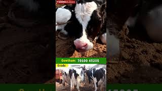 ஓ..! பால் கறந்து பாத்துட்டு மாடு வாங்கலாமா #farmingbusiness #agriculture #cowfarming #cowsanthai