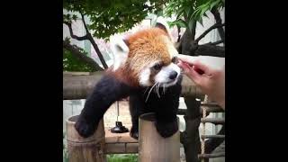 How to high five and boop a red panda