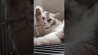 Kucing Lucu Mengantuk Tapi Ga Bisa Tidur #shorts #funny #cat