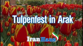 Tulpenfest in Arak – Provinz Markazi