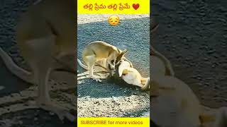 స్వచ్చమైన తల్లి ప్రేమ❤️ #shorts #animals