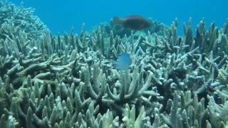 Tansania schnorcheln Sansibar Insel Chumbe Island / Tanzania snorkeling Zanzibar