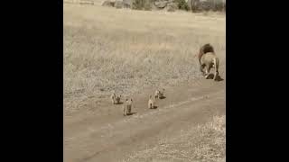 Lion Ignoring His Child Omg they are so adorable  That’s why everybody snatches them