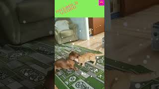 animals video# short video#funny