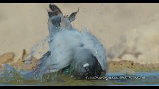 Feral pigeon drinking