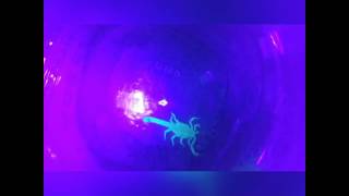 Scorpion in black light