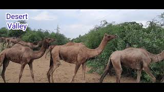 Camels Enjoying In Beautiful Weather || Camel Of Sand Dunes || camel in desert