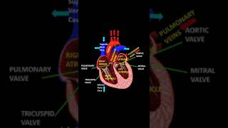 How our heart works? | How our Heart functions? #heart #educationalvideo #biology