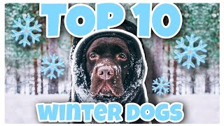 Top 10 Dogs For Cold Weather (2020) | Best Winter Dogs