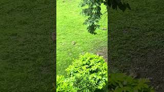 Bunnies in Karlsruhe. #germany  #viralvideo #bunnies #viral #nature