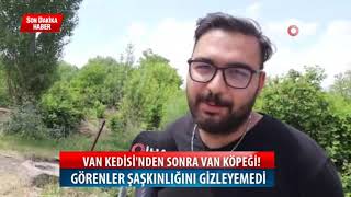 Van Kedisi'nden Sonra Van Köpeği Ortaya Çıktı! #haber