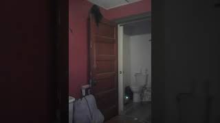 Skitter Kitty, door cat #cat #catsofyoutube #cats