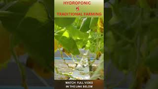 Hydroponic vs. Traditional Farming: The Future of Food?