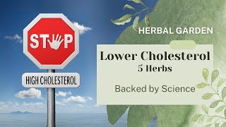 5 Herbs Backed by Science to Improve Cholesterol