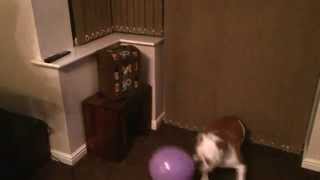 Roxy the Bulldog and her balloon....