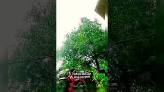 Kokila birds कोकिळा मदुर आवाज❣️💫#birdsounds #viral #subscribe #shorts