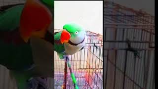 ye mithu talking parrot cute ❤️